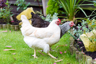 Ep. 109 - Chickens and the Garden