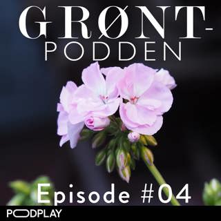 #04 Vekk pelargonium & Co fra vinterdvalen