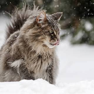 Wararka maanta iyo Sweden