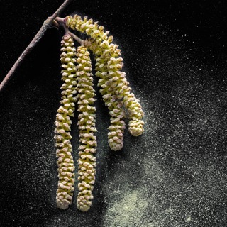 Is this the worst hay fever season yet? 