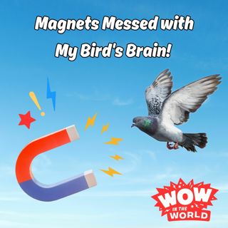 Magnets Messed With My Bird's Brain! (5/29/23)
