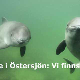 Hur ska tumlaren skyddas?