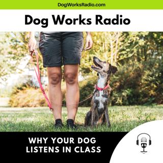 Why Your Dog Listens in Class but Not in Real Life