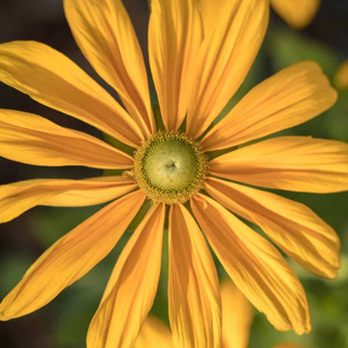 When invasive plants move in, where do native pollinators go?