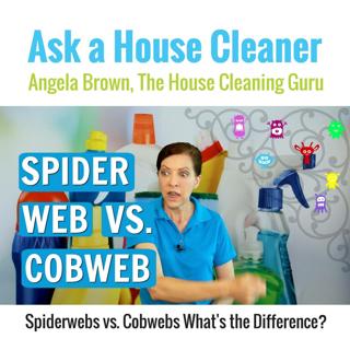 Spiderweb vs. Cobweb - What's the Difference?