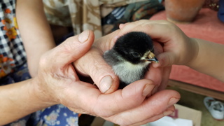 Teaching Kids About Hatching Baby Chicks