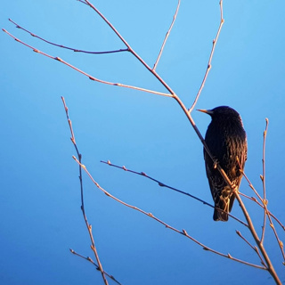 Spring Starling