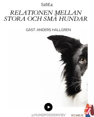 Relationen mellan små och stora hundar – med Anders Hallgren