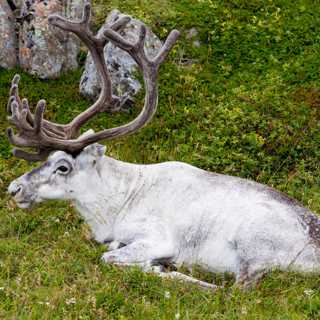 Porträtt på en ren.