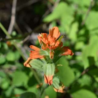 Episode 17: Dr. Lauren Erland Research Associate at the University of British Columbia, Kelowna discusses Arctic native plant conservation, plant conservation techniques with agar for species in the Orobanchaceae Family and plant hormones Melatonin and Se