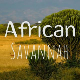 Sounds of the African Savannah