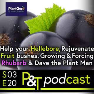 Force Rhubarb, Rejuvenate Fruit Bushes, Hellebore Help & Dave the Plant Man!