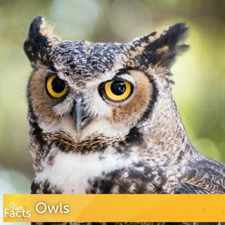 Fun Facts About Owls