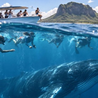 Nage illégale avec les baleines : 181 inspections et 58 contraventions depuis le début de l’année