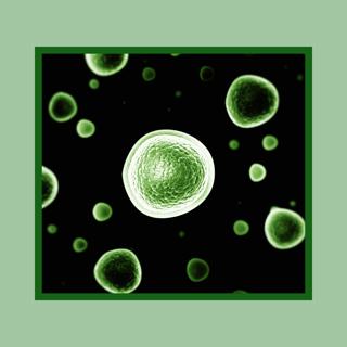 #10 Hvorfor snakker naturterapeuter alltid om fordøyelsen?