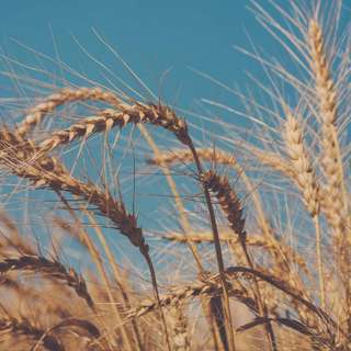 7.23.23 - Treat Everyone like Wheat