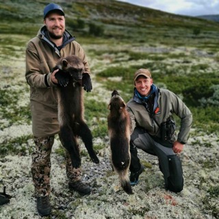 Jakt på rovvilt, rein og elg med brødrene Hvattum