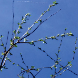 A Duck in a Tree 2025-01-04 | Watching the Breathing of Molecules