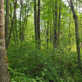 Peaceful Morning Forest