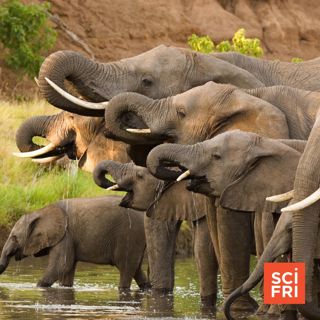 Elephants Seem To Use Names For Each Other | Kids Discover Rare T. Rex Fossil