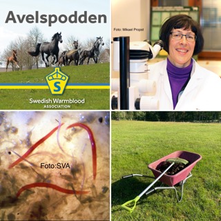 Avsnitt 39. Hästens parasiter