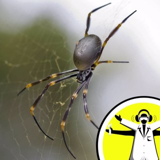 What shape web does a spider spin in space?