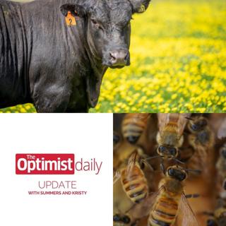 Insect Informants and How To Reduce the Environmental Cost of Meat