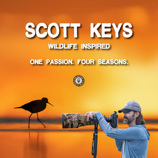 Wildlife Photography with Scott Keys | Bird Photography, YouTube & Wildlife Inspired