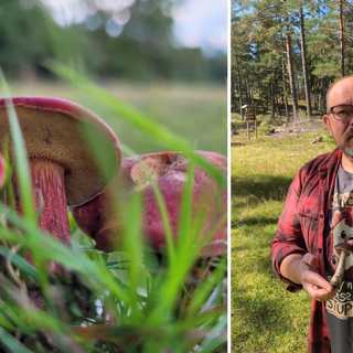 Svamparnas okända nätverk under jorden hjälper träden och klimatet