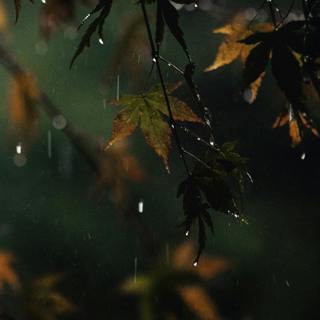 Soft Rain & Relaxing Wind 8 Hours | Rain Sound for Sleep, Babies & Relaxation