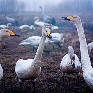 Sångsvanarna trumpetar in våren vid Tysslingen