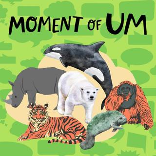 How do animals become endangered?