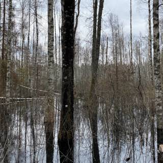 Går det att älska en sumpskog?