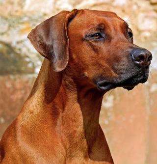Att köpa hund