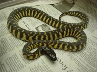 Derek Roddy talks Black headed pythons and Womas