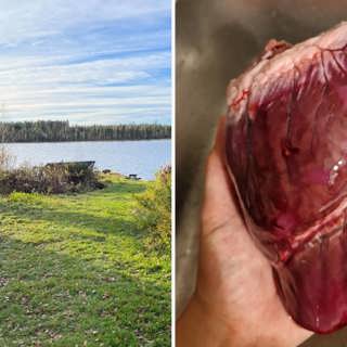 Lever, hjärta och njurfett – Samisk matkultur med Per Huuva | Så här gör jag!