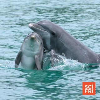 When a dolphin whistles, what does it mean?