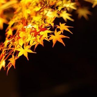 Windy October Night Crickets - 10 Hours Sleep Sound