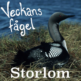 Storlom
