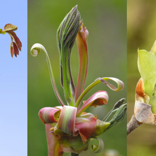 Tree buds need cosy blankets for the spring rather than the winter