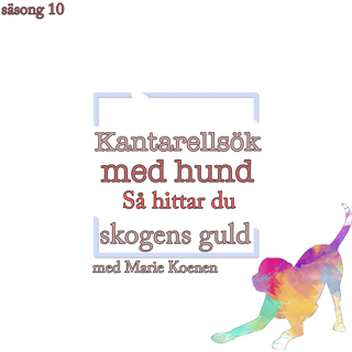 Kantarellsök med hund - Så hittar du skogens guld