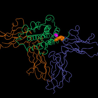Turning Off Cancer’s Growth Signal: The Unexpected New Life of a Growth Hormone Related Drug