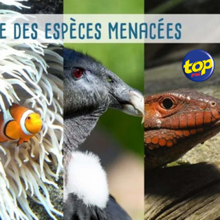 Biodiversité en danger : les corbeaux, une menace croissante pour les espèces endémiques à Maurice