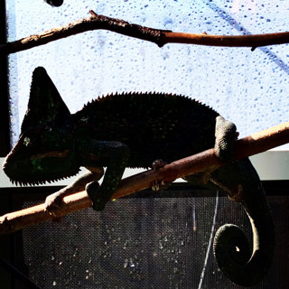 Vitamin Imbalance in Chameleons