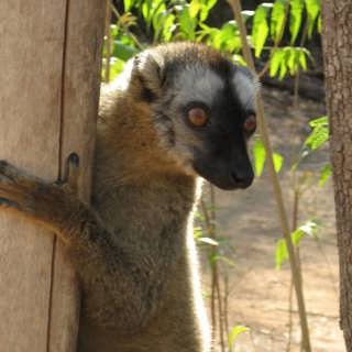 Närkontakt med lemurer på Madagaskar
