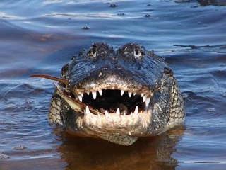 Alligator’s Comeback: A Conservation Success Story (Classic)
