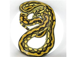 Morelia python radio. Morelia minutes