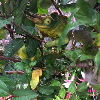89: Naturalistic Hydration for Chameleons
