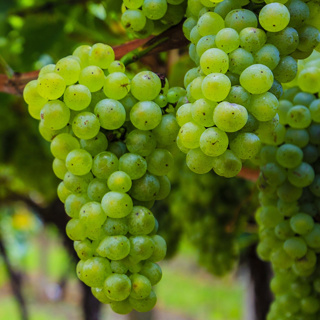 WSET Level 2 in Wines Chapter 21: 25 questions about Cortese, Garganega, Verdicchio, and Fiano