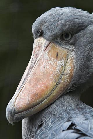 Showy Shoebills